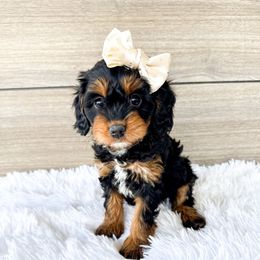 Hershey - Black and tan female Cavapoo puppy in Dayton, Idaho from Rocky Ledge Puppies