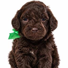 Twix - Chocolate male Cavapoo puppy in Ville Platte, Louisiana from The Barkery