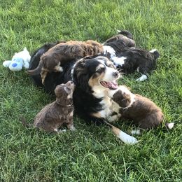 Aussiedoodle Puppies from North Idaho Miniature Aussiedoodles