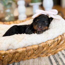 Honey - Phantom female Bernedoodle puppy in Pittsburgh, Pennsylvania from WestPenn Doodles LLC