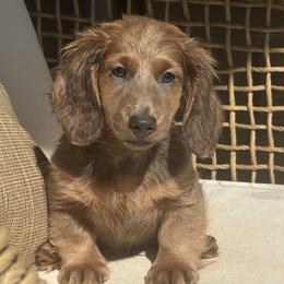 Beau - Blue and tan male Dachshund puppy in Bentonville, Arkansas from Boujee Buns Dachshunds