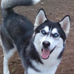 Siberian Huskies from Masterson Siberian Huskies