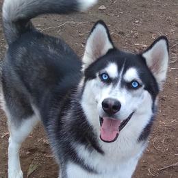 Siberian Huskies from Masterson Siberian Huskies