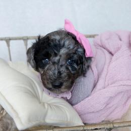 Chloe - Merle female Goldendoodle puppy in Holly Springs, Georgia from Libby Lou’s Goldendoodles