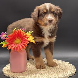 Niles - Red tri male Miniature Australian Shepherd puppy in Covington, Pennsylvania from Rigas Mini Aussies LLC