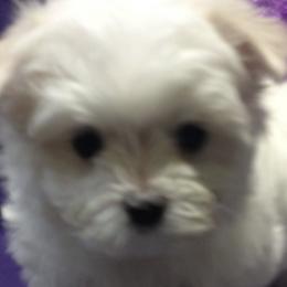 Maltese from Maias Mini Supremes