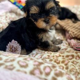 Aster 4,813 - Black and tan male Yorkshire Terrier puppy in Pittsburg, California from Crystal Garden Yorkies