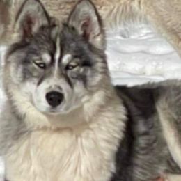 Siberian Husky All Grown Up from Snowangel  Huskies