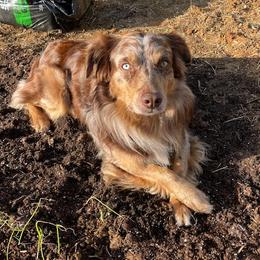 Boone - Australian Shepherd