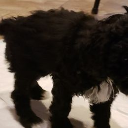 Poodles from Marina Miroff's Poodles