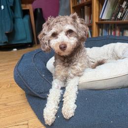 Pip: guardian only to local families - Red tri-color male Aussiedoodle puppy in Watertown, Wisconsin from Little Bear Paws Aussiedoodles