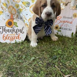 Bluster - Brown and white male Saint Berdoodle puppy in Traverse City, Michigan from Bare Paws Saint Berdoodles