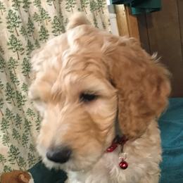 Maui - Cream male Goldendoodle puppy in Belfair, Washington from Merry R Goldendoodles