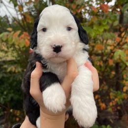 Light blue - Black and white female Sheepadoodle puppy in Archer, Florida from Gainesville Sheepadoodles
