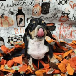 Austin - Piebald male Dachshund puppy in Anaconda, Montana from Williams Family Dachshunds