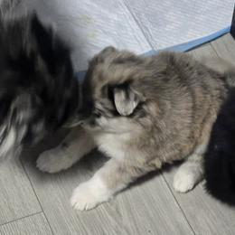 Pomsky Puppies from Pomskies of Vermont