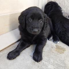 Aussiedoodle and Double Doodle Puppies from Amazing Aussiedoodle and Double Doodles