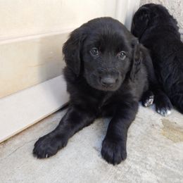 Aussiedoodle and Double Doodle Puppies from Amazing Aussiedoodle and Double Doodles