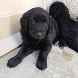 Aussiedoodle and Double Doodle Puppies from Amazing Aussiedoodle and Double Doodles