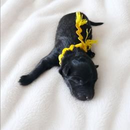 Yellow Girl - Black female Belgian Sheepdog puppy in Virginia Beach, Virginia from Sea Major Belgians