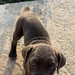 Cane Corso Puppies from A&B kennel