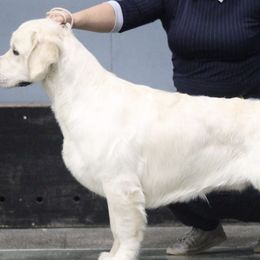Golden Retrievers from Dream Goldens
