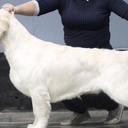 Golden Retrievers from Dream Goldens