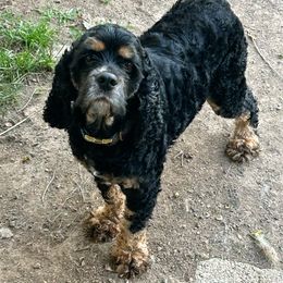 Black Jack - Cocker Spaniel