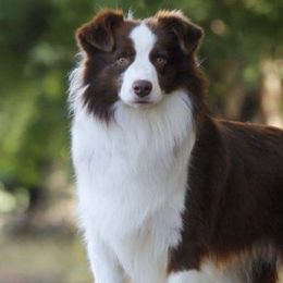 Border Collies from Geiss' Border Collies