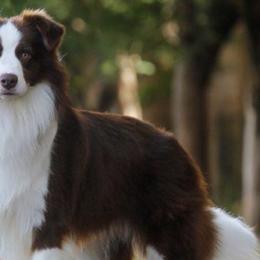 Border Collies from Geiss' Border Collies