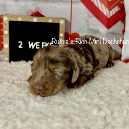 Girl two - Chocolate and cream female Dachshund puppy in Lakeland, Florida from Ruthie’s Rich Mini Dachshunds