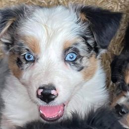 Australian Shepherds from Humboldt Aussies