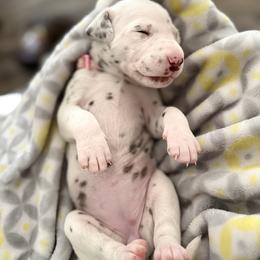 Rosey - White and liver brown female Dalmatian puppy in Hastings, Florida from Love My Spotty Dalmatians