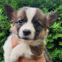 Hazel - Sable female Pembroke Welsh Corgi puppy in Sidney, Ohio from Cozy Corgi Ranch