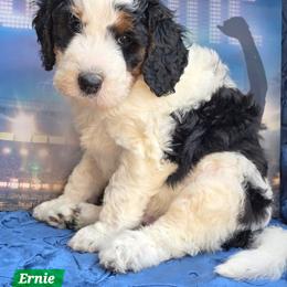 Ernie - Tri-color male Bernedoodle puppy in Seymour, Tennessee from Lollie's Doodles