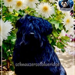 MISSY - Miniature Schnauzer