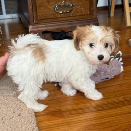 Sapphire - Merle female Maltipoo puppy in Fredericksburg, Ohio from Edna Keim