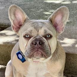 Bagel - French Bulldog