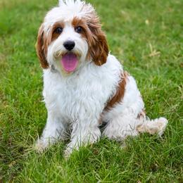 Penny - Cavapoo