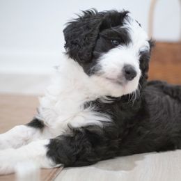 Bernedoodles from Harpers Ferry Doodles