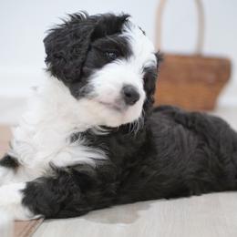 Bernedoodles from Harpers Ferry Doodles