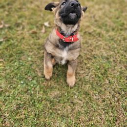 German Shepherd Puppies from Von Thomson Haus