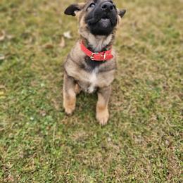 German Shepherd Puppies from Von Thomson Haus