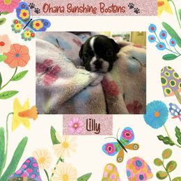 Boston Terrier Puppies from Ohana Sunshine Bostons