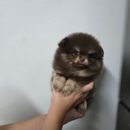 Pomeranian Puppies from Twins Dream Kennel