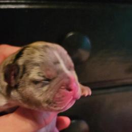 Boy 1 - Black and white male French Bulldog puppy in High Ridge, Missouri from St Louis Frenchies