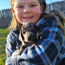 Eleanor - Dapple female Dachshund puppy in Elk River, Minnesota from Darling Doxies
