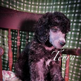 Terri - Silver female Poodle puppy in Greenville, North Carolina from Grace Poodles