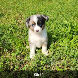 Girl 1 - Blue merle Miniature Australian Shepherd puppy in Joplin, Missouri from Porter's Pretty Puppies