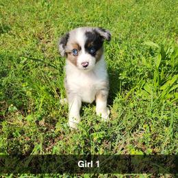 Girl 1 - Blue merle Miniature Australian Shepherd puppy in Joplin, Missouri from Porter's Pretty Puppies
